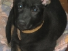 Cera ( Doran x Tosca ) B